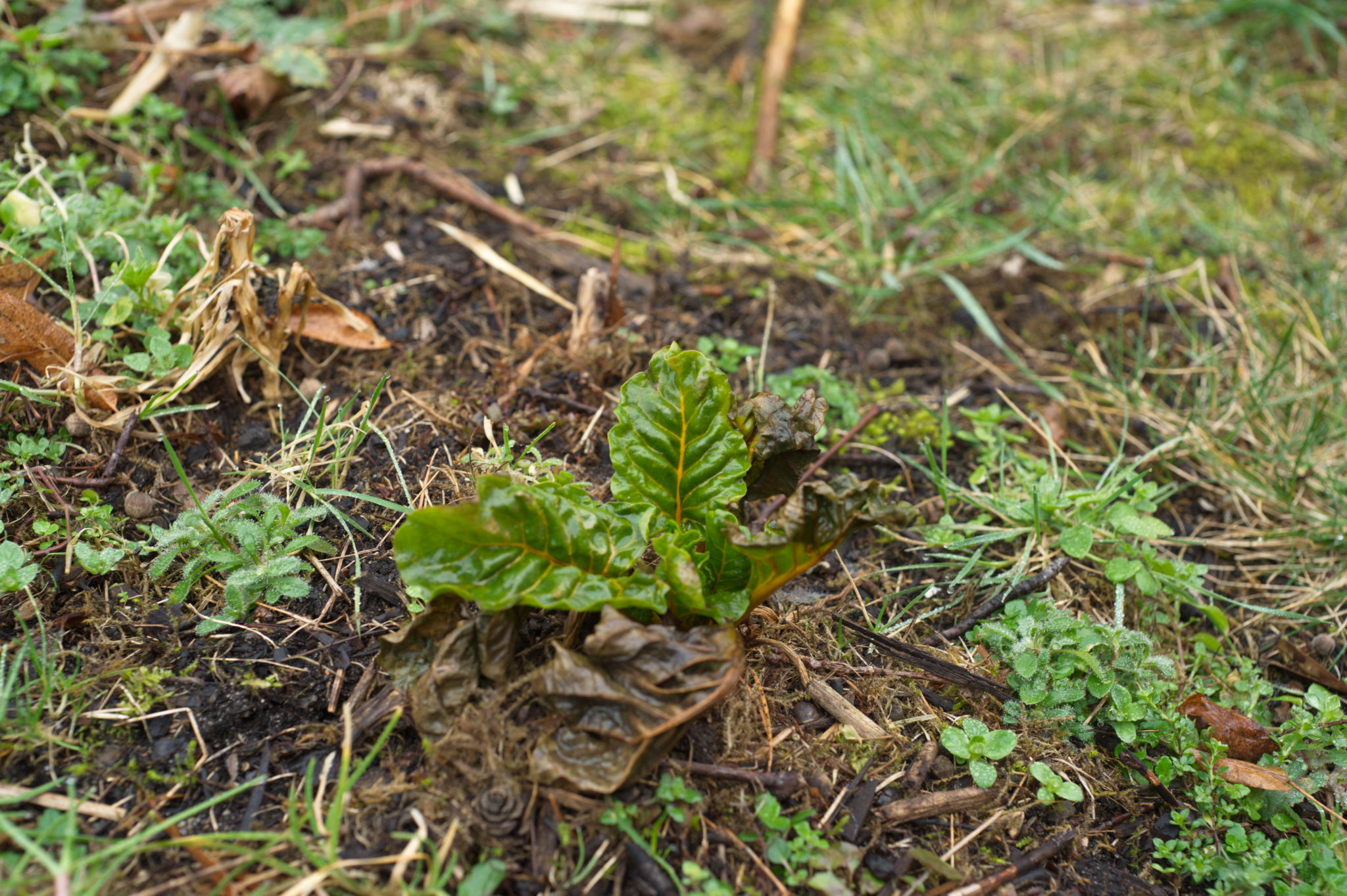 20210228  Gruen(t)raumHeimfeld 008